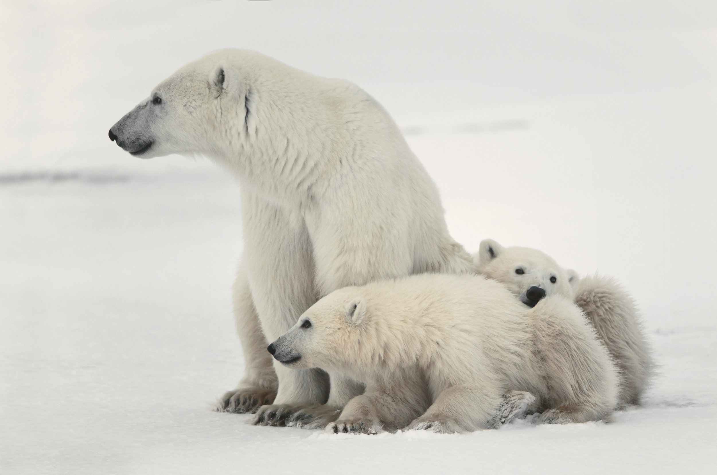 PolarBears2.jpg