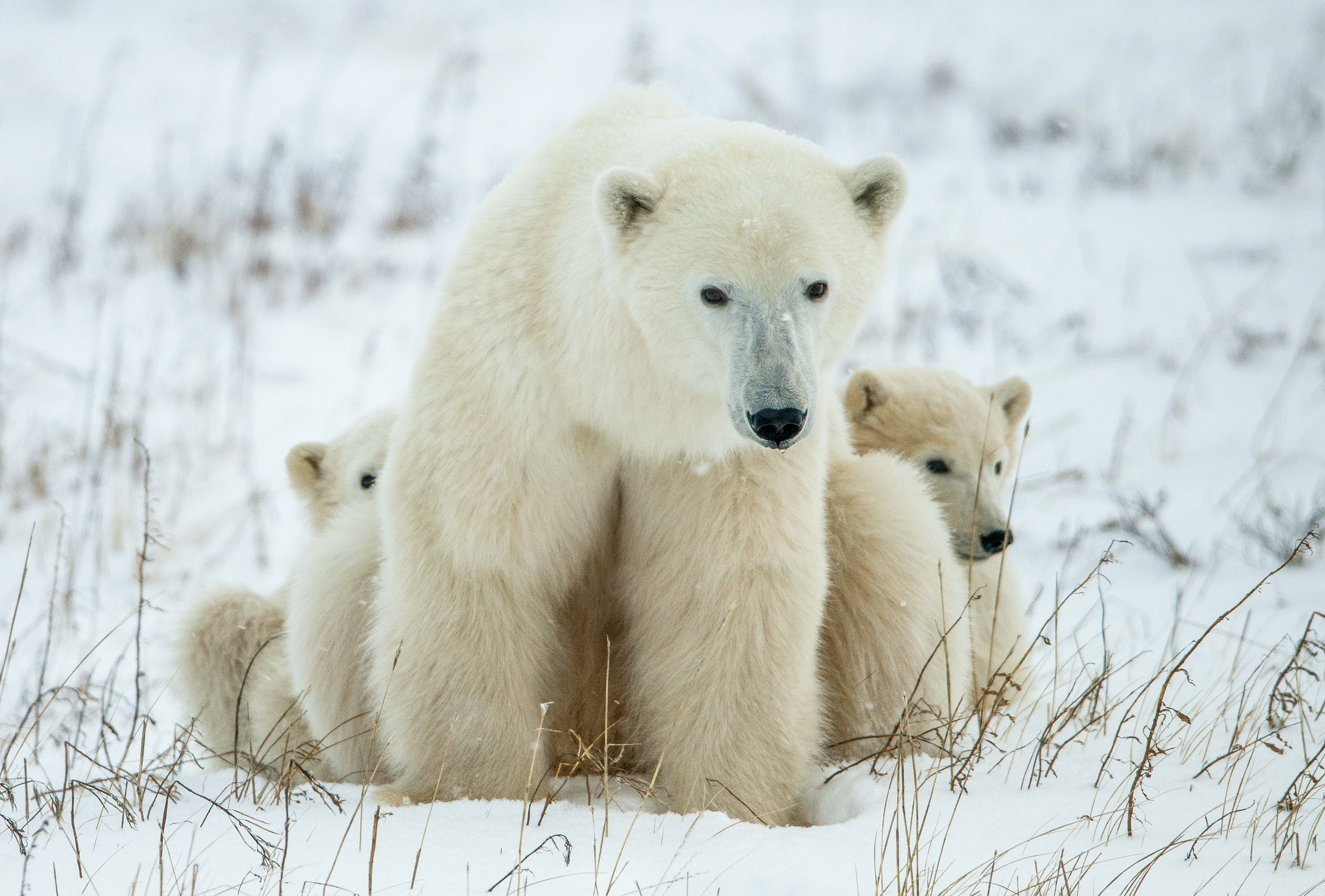 PolarBears10.jpg