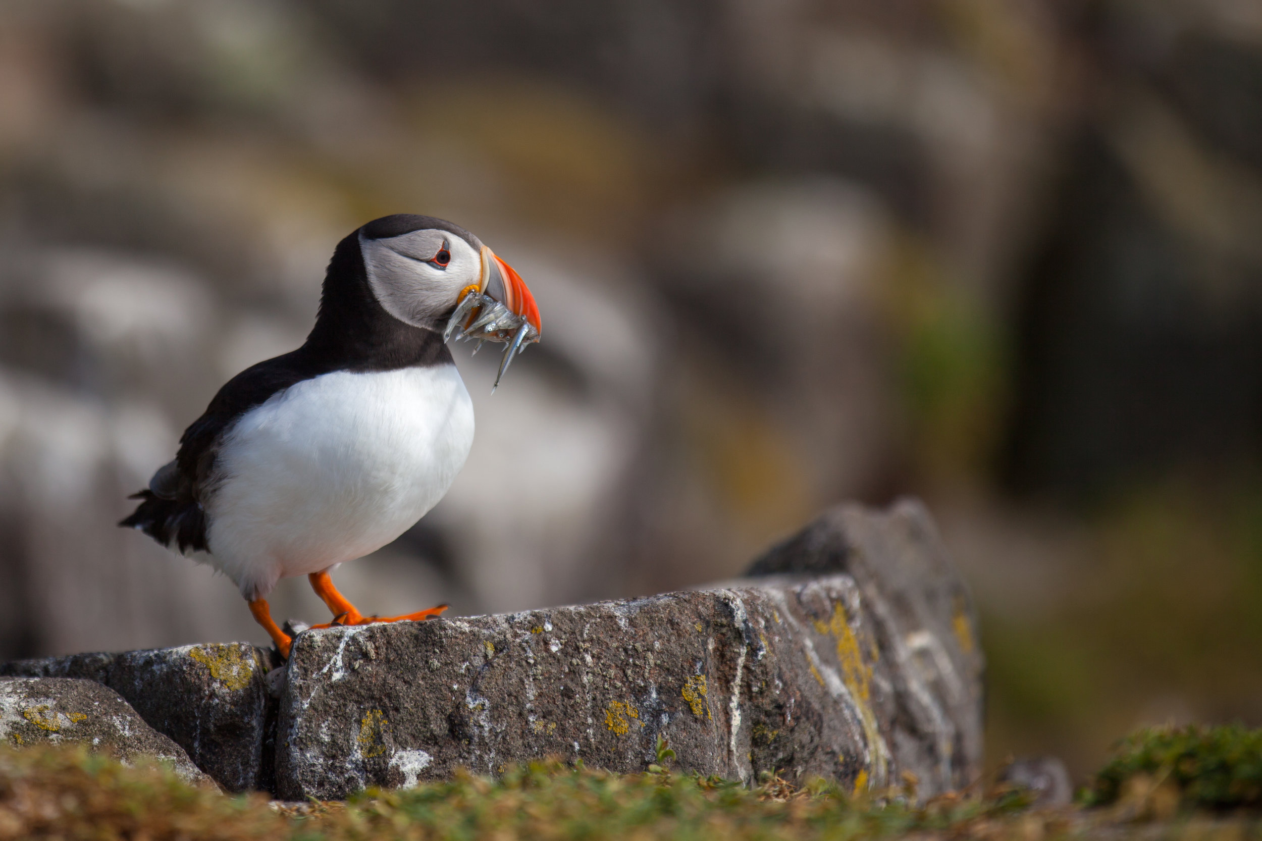 puffin.jpeg