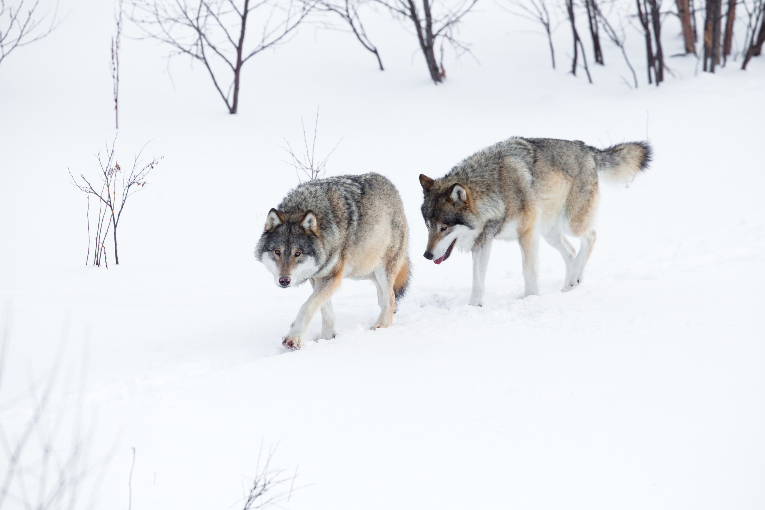 wolves3.jpg