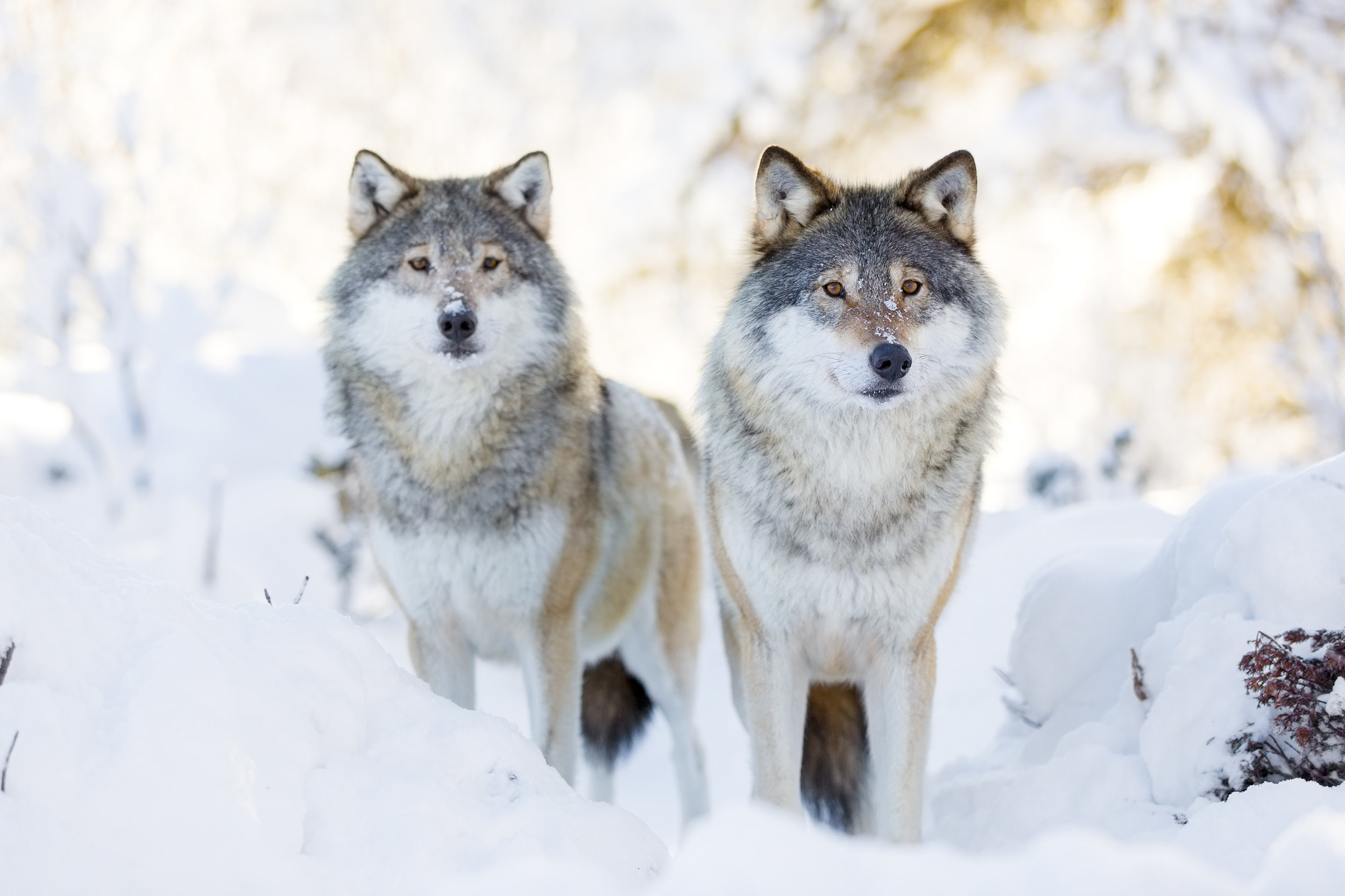 wolves16.jpg