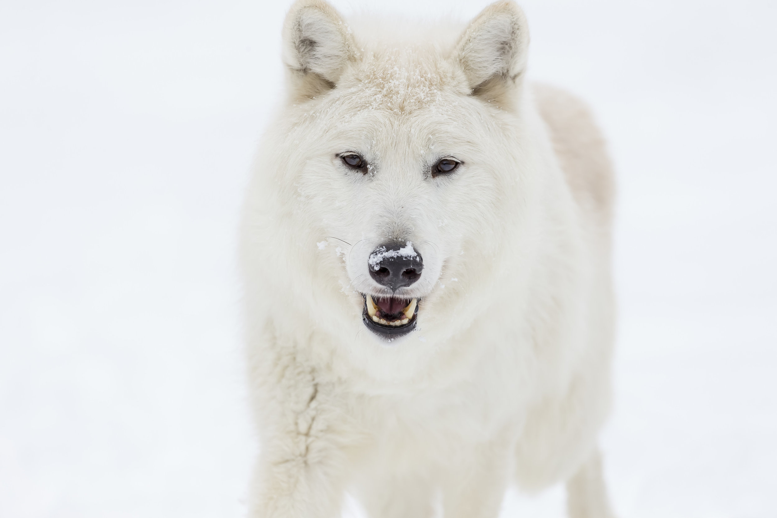 wolves25.jpg