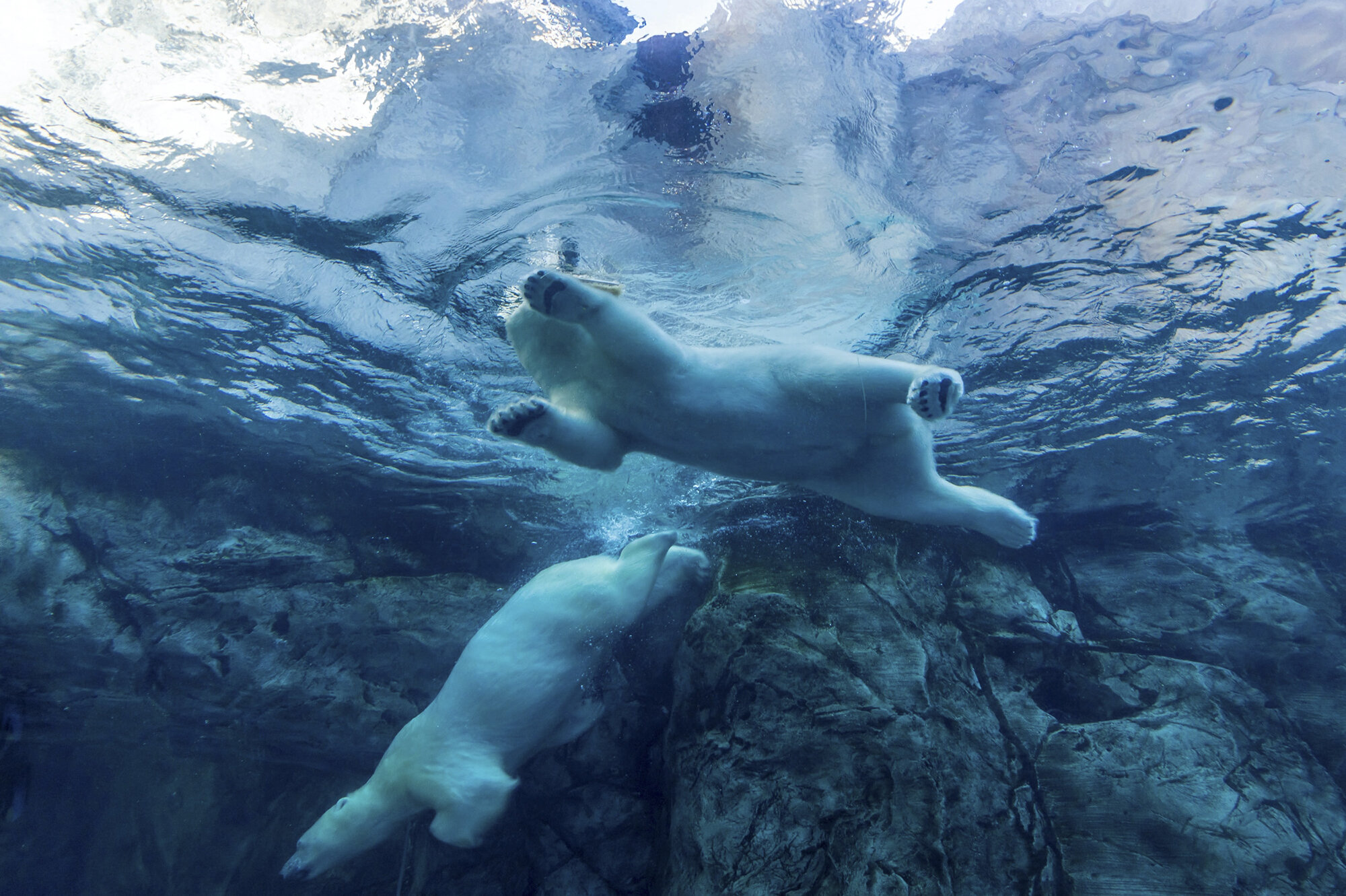 dive_polarbears.jpg