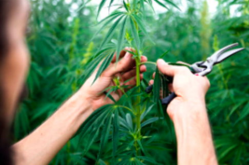 CLIENT CASE STUDY: GLOBAL HEMP GROUP