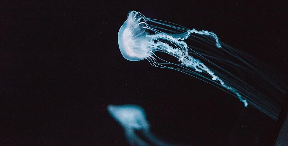 Float to the top of Google with good SEO