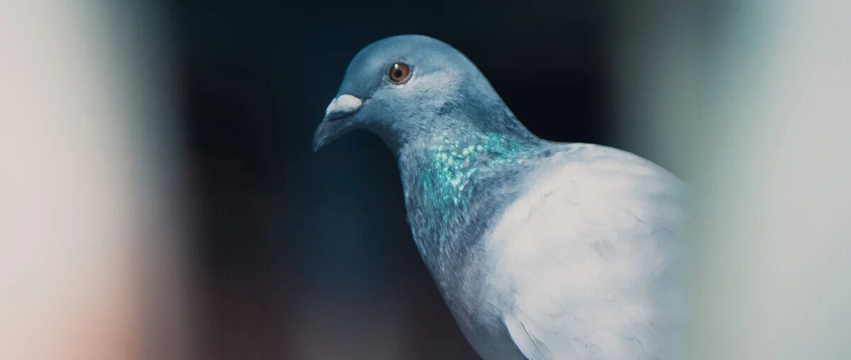 Google’s Pidgeon Algorithm