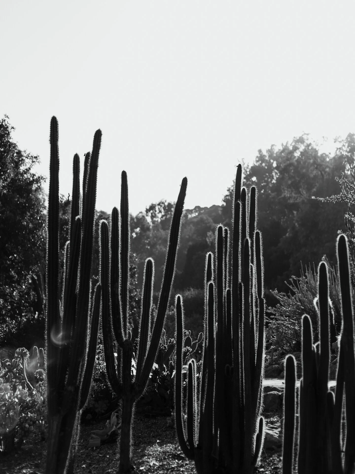 Cactus in Black &amp; White