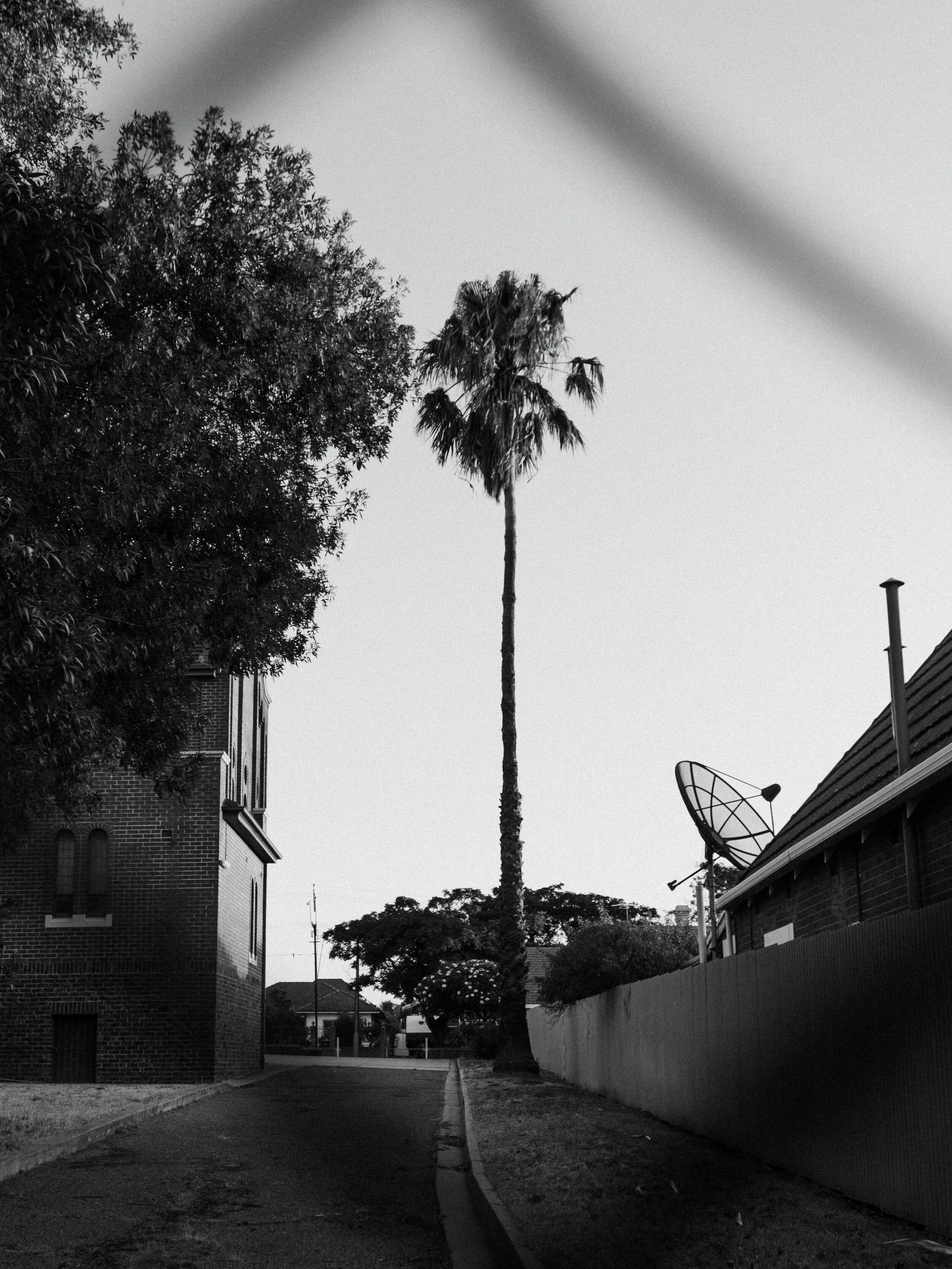 urban palm in black &amp; white