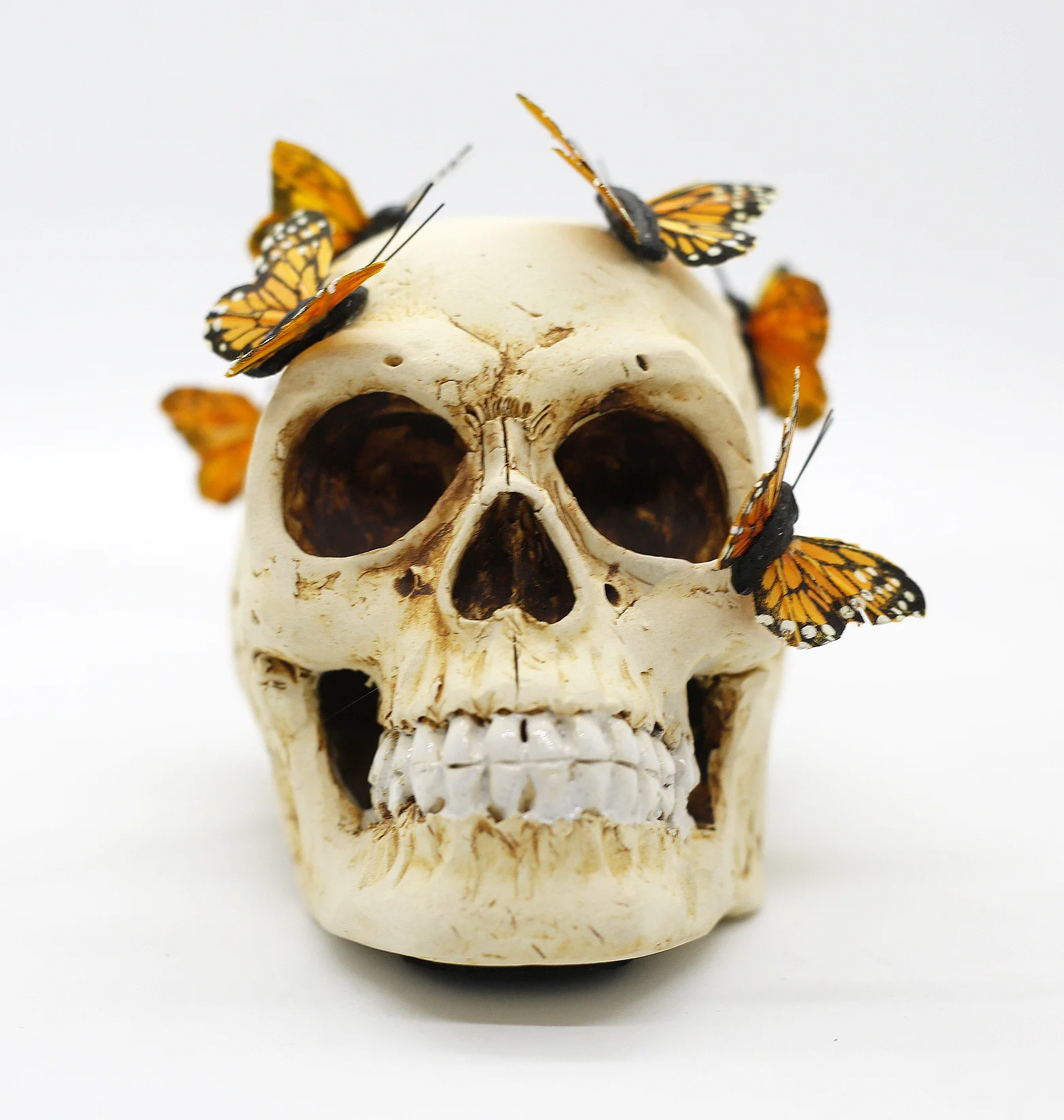 Natural Skull w/ Monarch Butterflies
