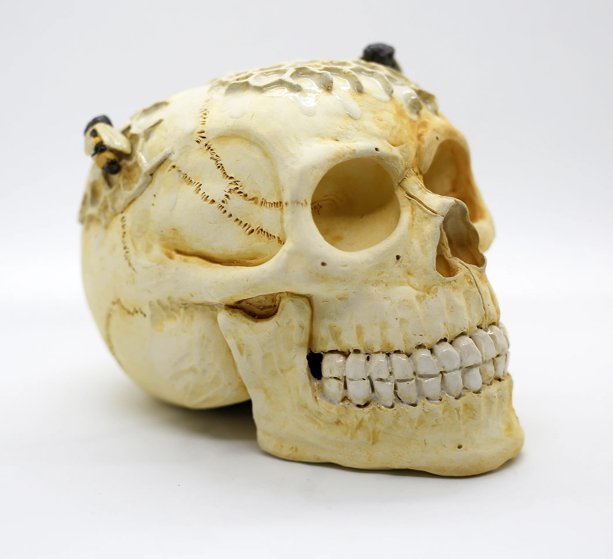 Natural Skull w/ Bees and Honeycomb