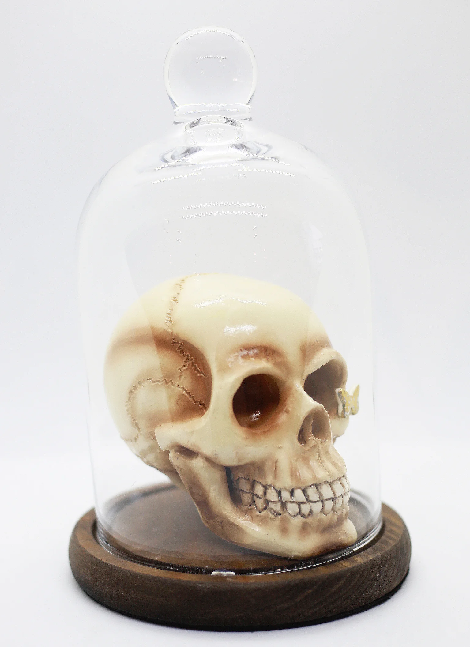 Small Natural Skull w/ Gold Butterfly 