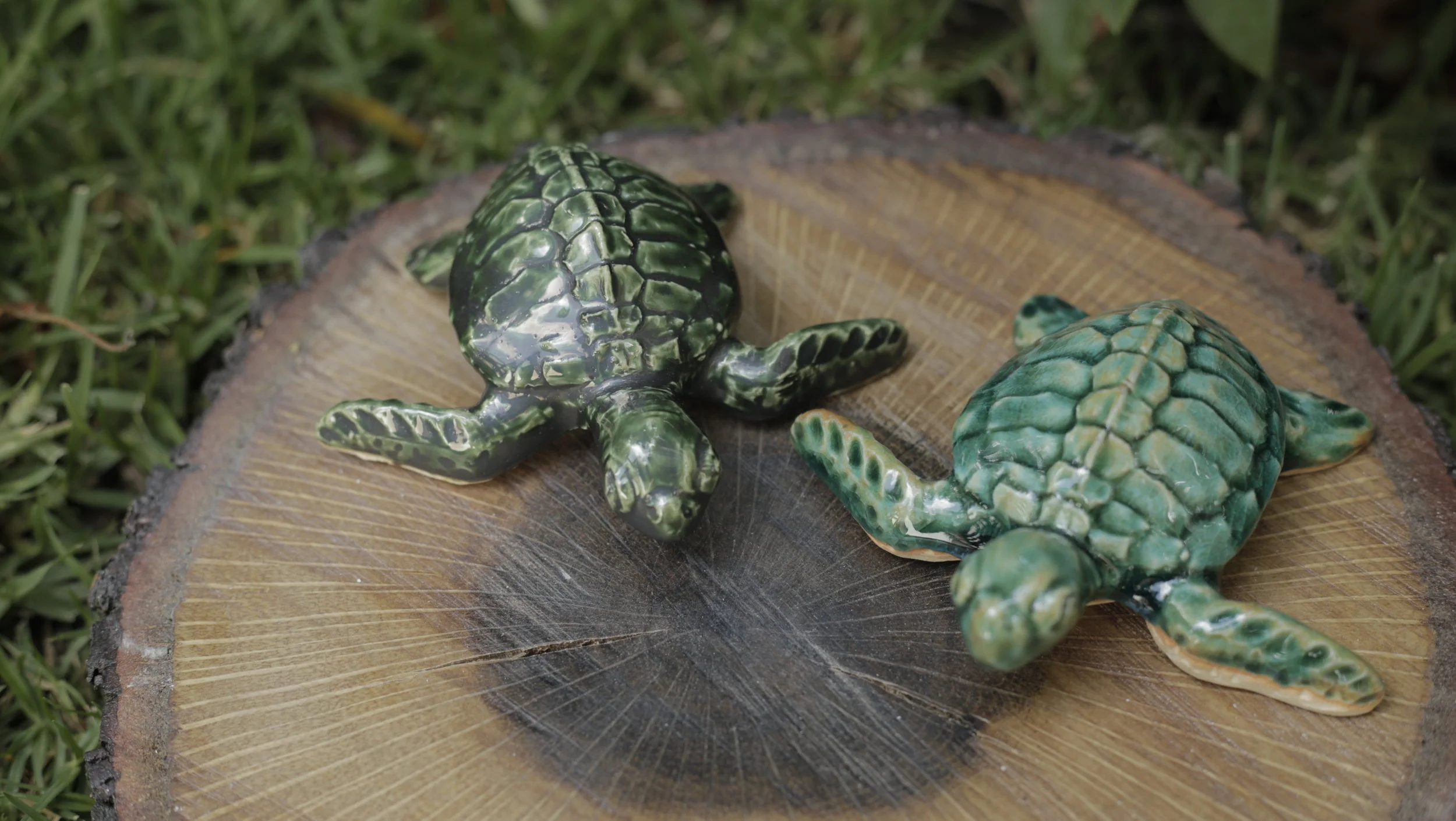 Small Glazed Sea Turtles 