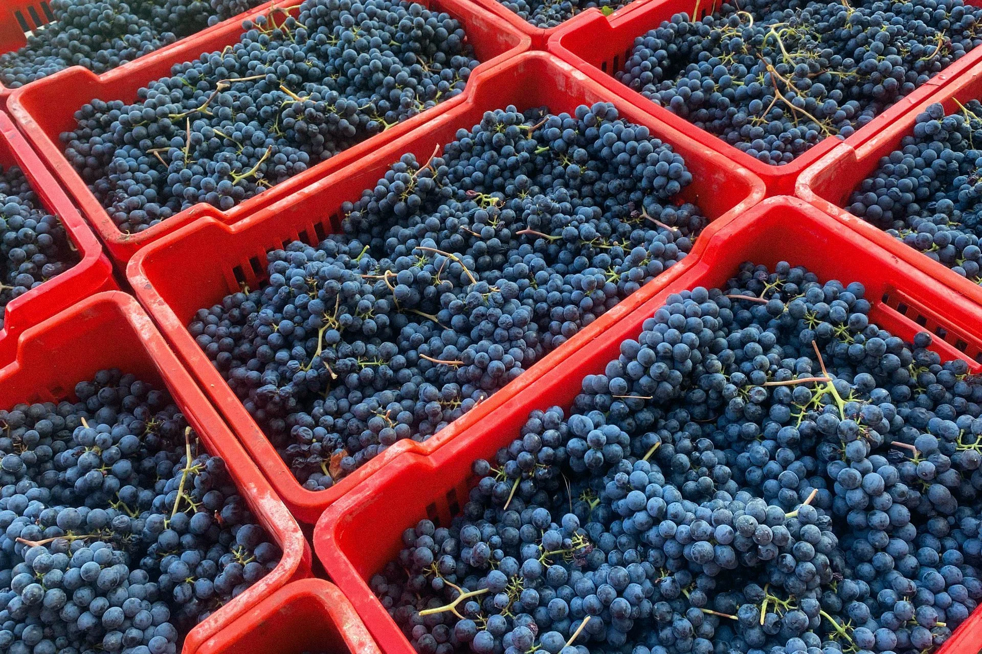 092022_Piedmont_Brezza_Freisa_grape_harvest_Credit_Brezza_1920x1280.jpg
