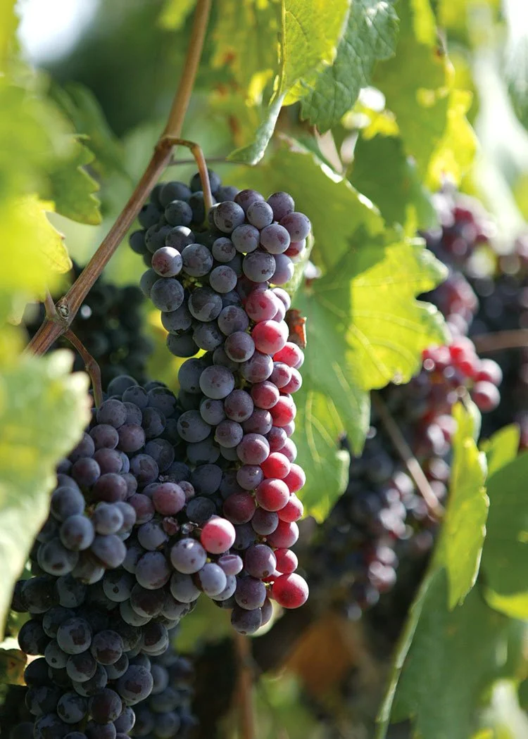 box-home-rispettiamo_CASTINO WINES.jpg