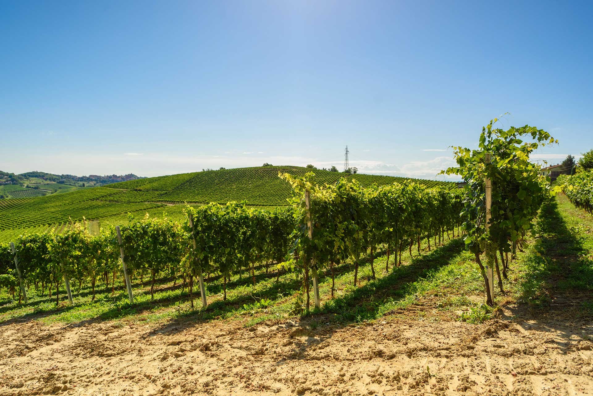 territorio_apertura_CASTINO WINES.jpg