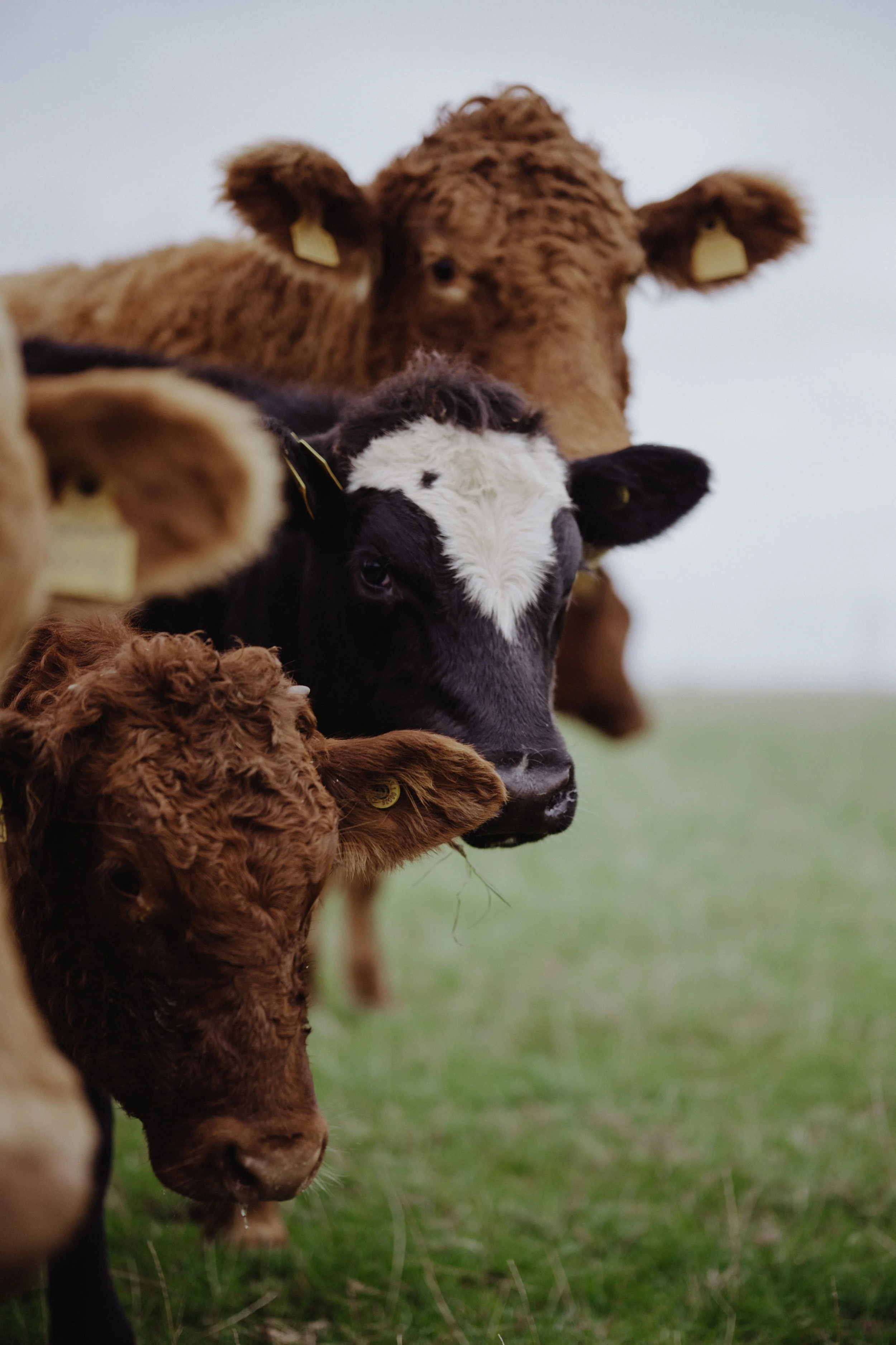 Whissindine Farm - The Ginger Pig