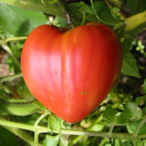 Tomate Coeur_de_boeuf_ferme de brouage.JPG