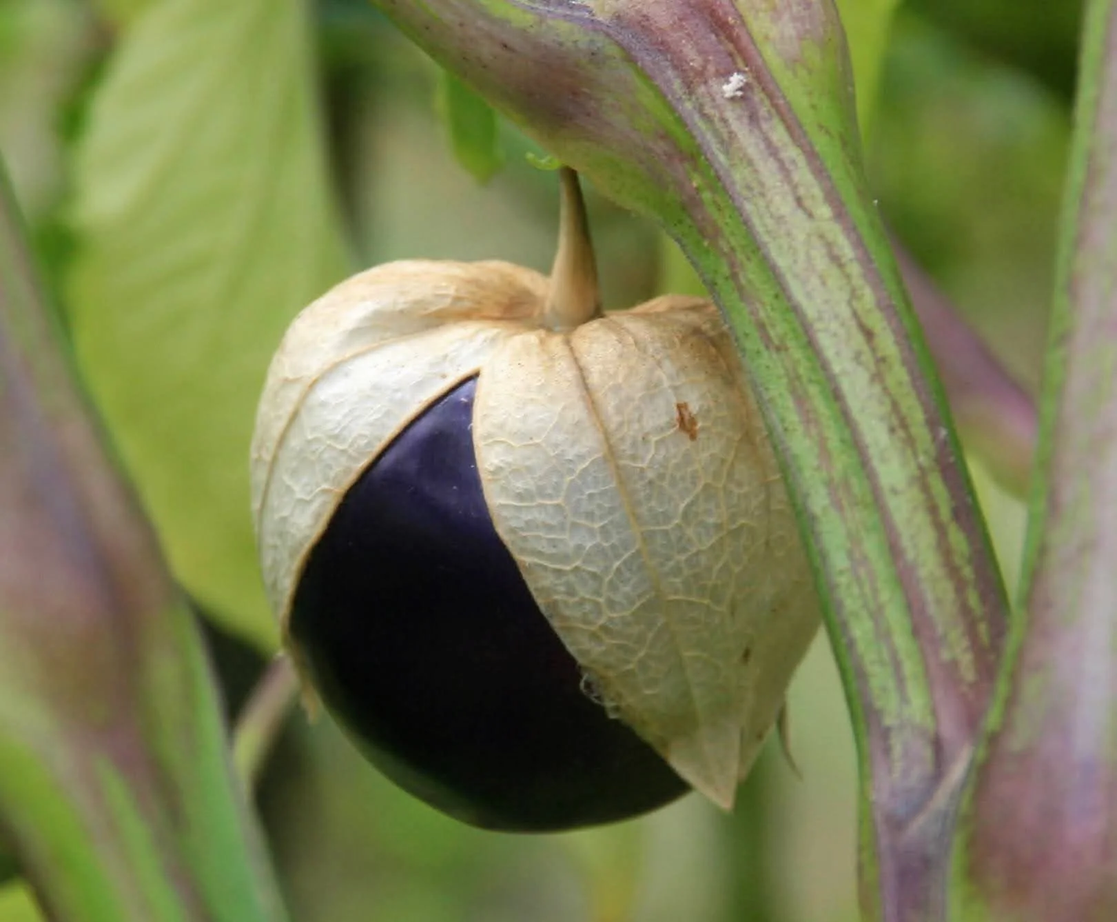 Plant de Tomatillo du Mexique