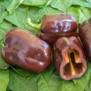 Pouvron+Chocolat+ferme+de+brouage.jpg