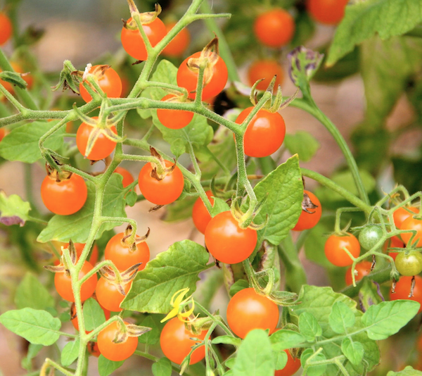 Plant de Tomate Cerise Groseille Orange