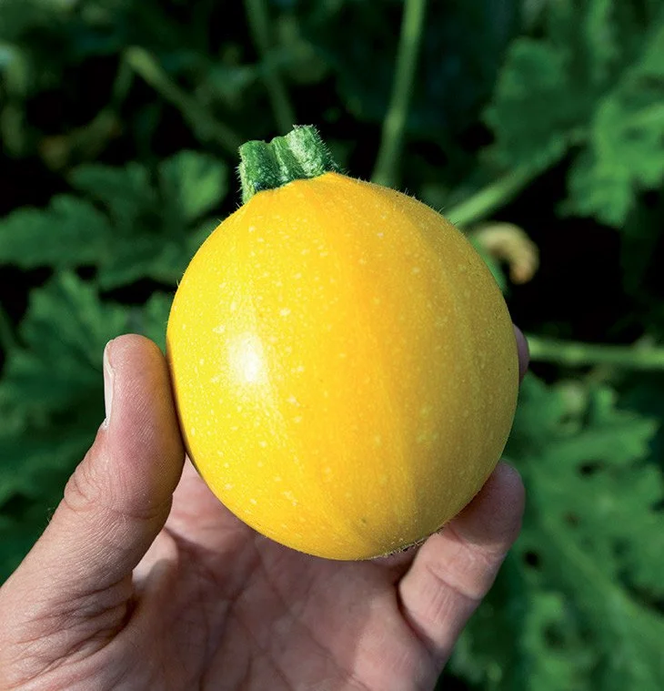 courgette ronde jaune.jpeg