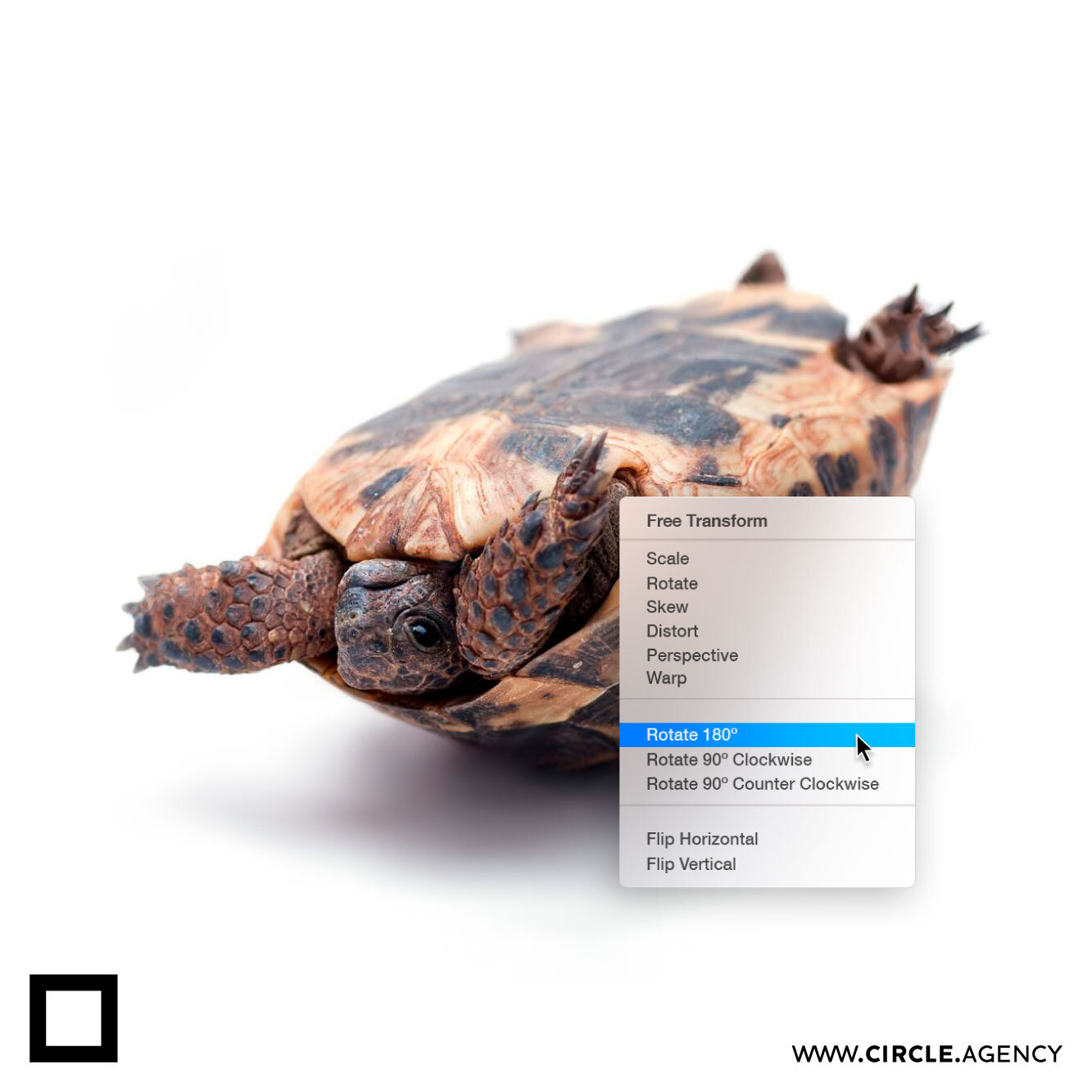 turtle_rotate_instagram_post_circle_visual_communication_square_shap_creative_branding_social_media_SM_digital_online_agency_design_house.jpg