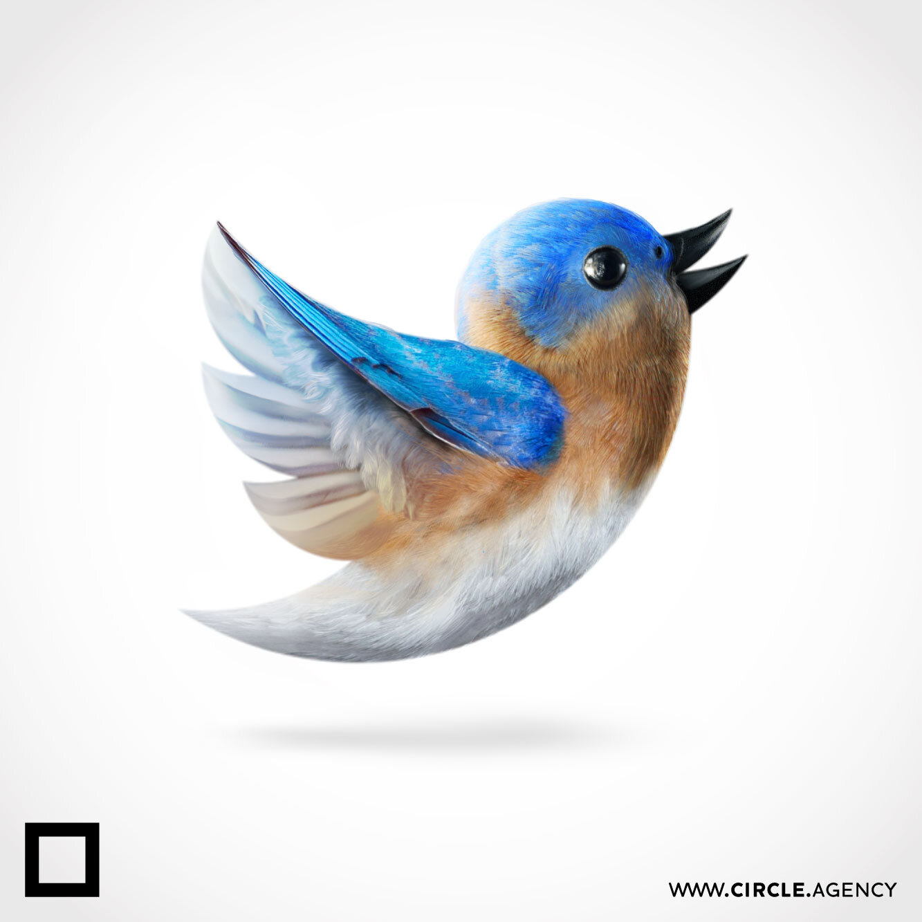 twitter_realistic_bird_illustration_instagram_post_circle_visual_communication_square_shap_creative_branding_social_media_SM_digital_online_agency_design_house.jpg