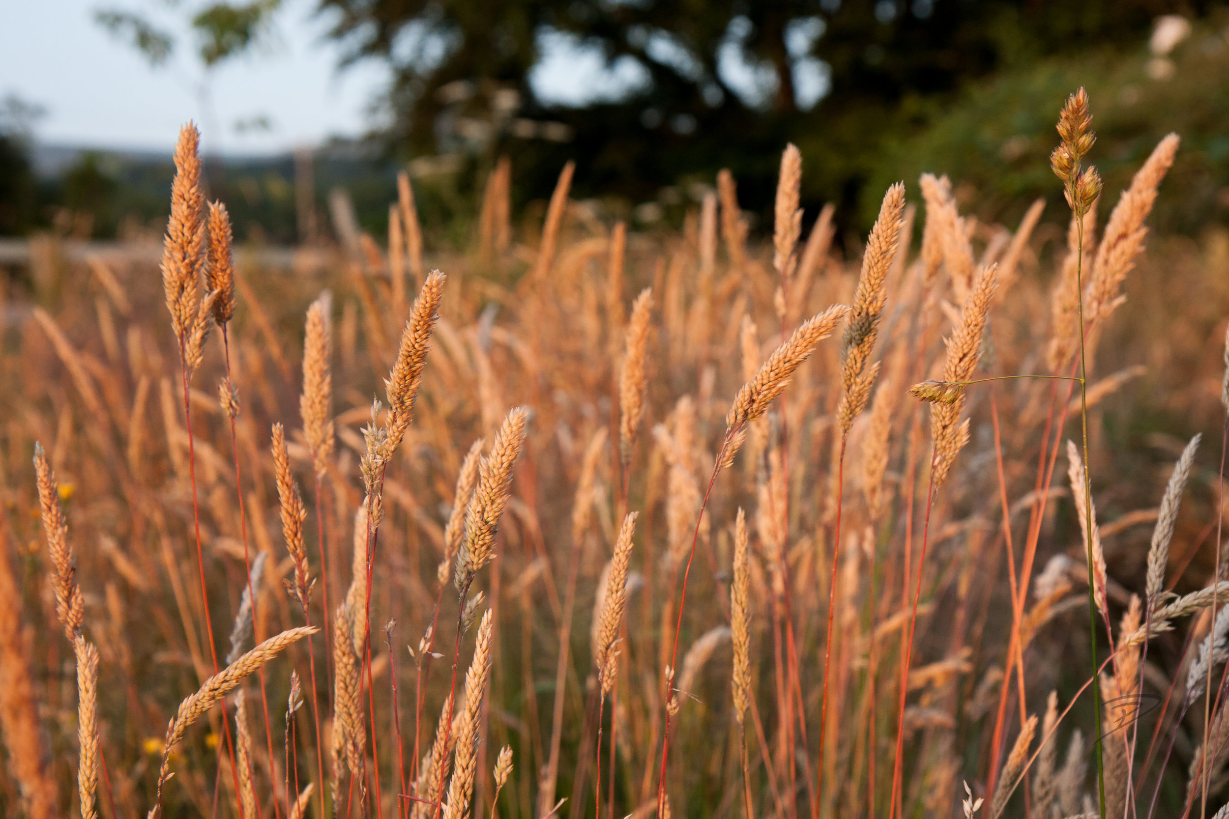 Yorkshire_Fog_Grass.jpg