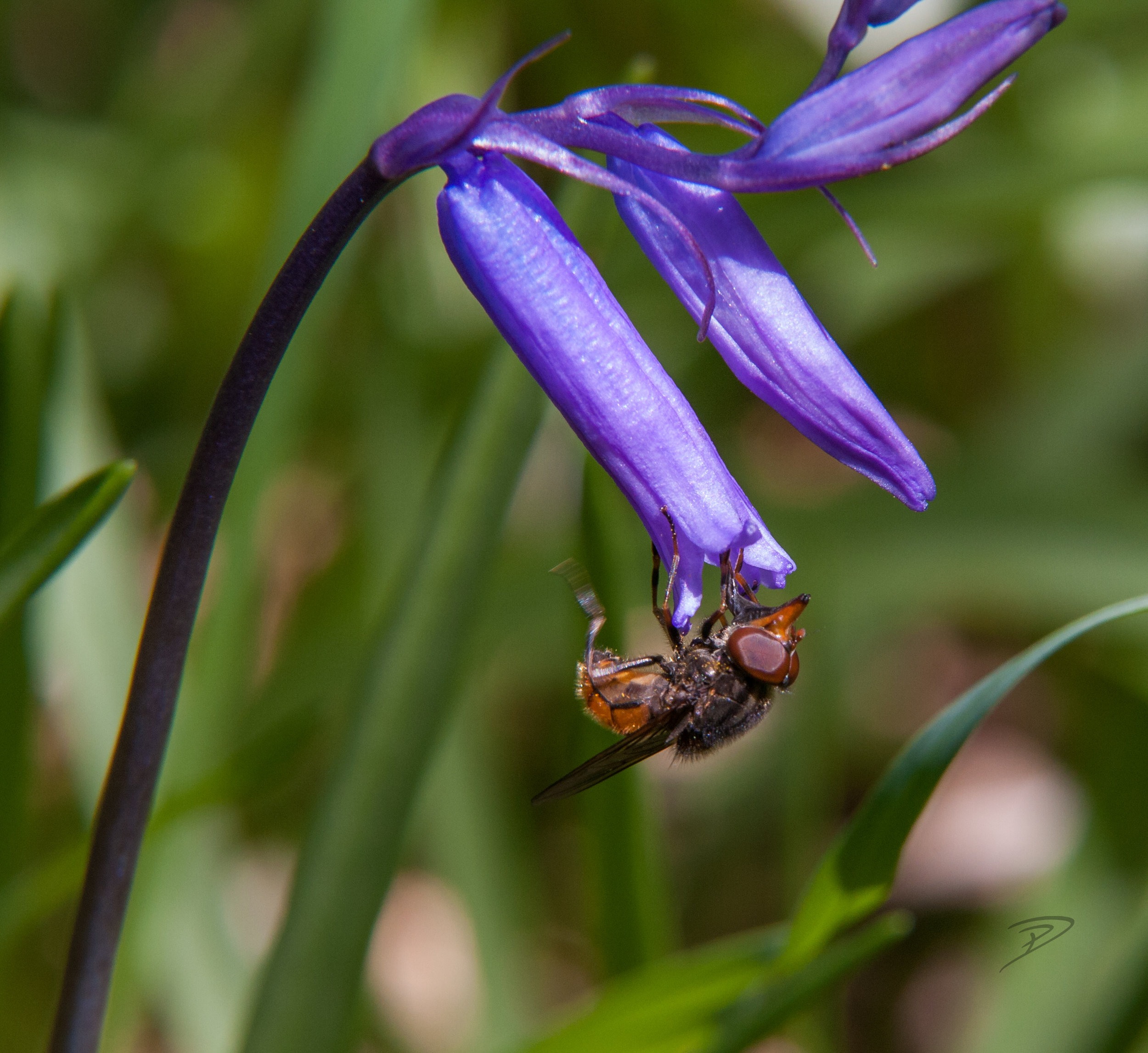 Hoverfly on Bluebell.jpg