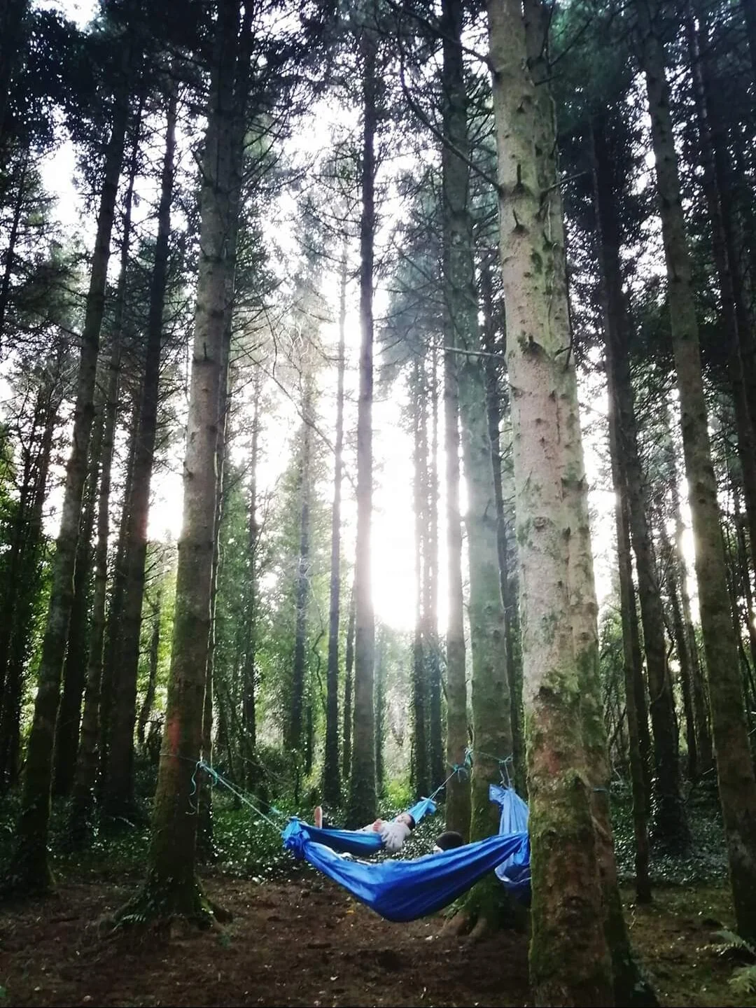 A recent Irish Times piece on the value of spending time in nature 