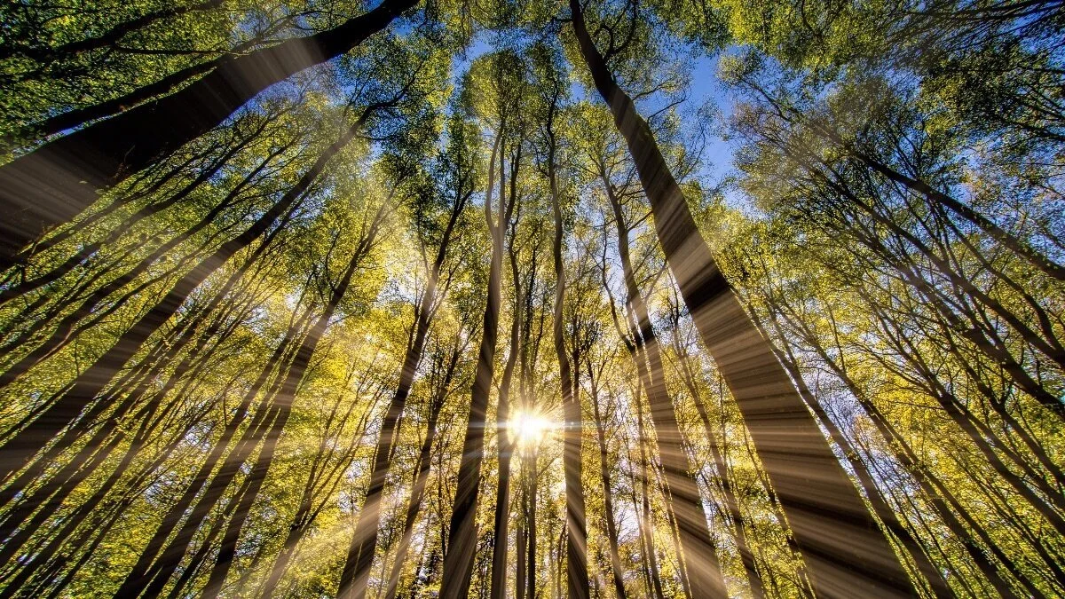 ReeseHenry_DelayTaxPayments