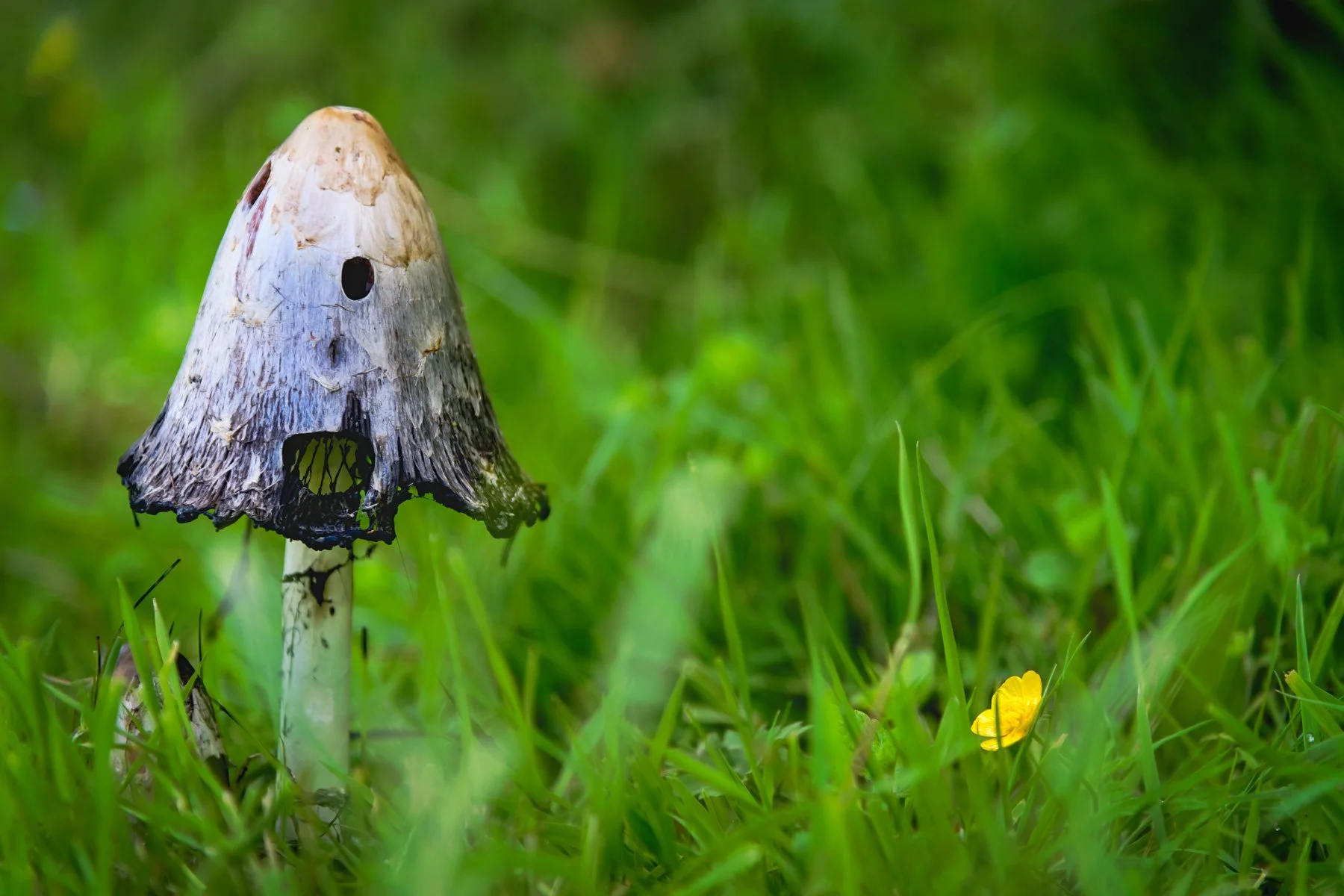 Fruit of a Fungus