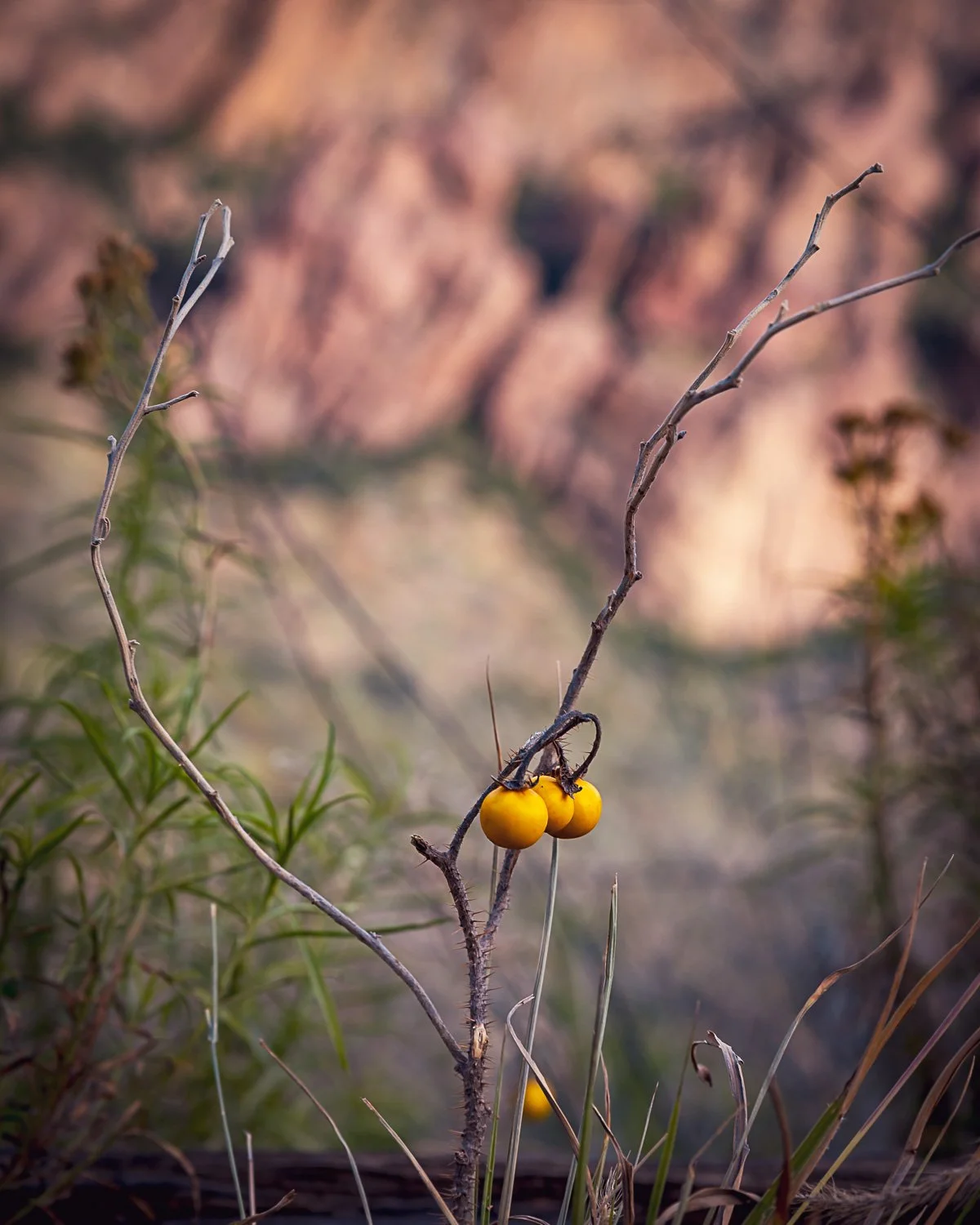 20181115_093550_5509_BigBend.jpg