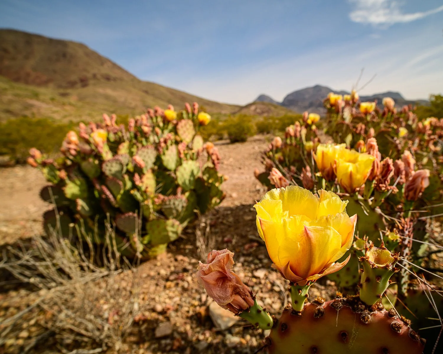 BigBend_20210415_2255.jpg