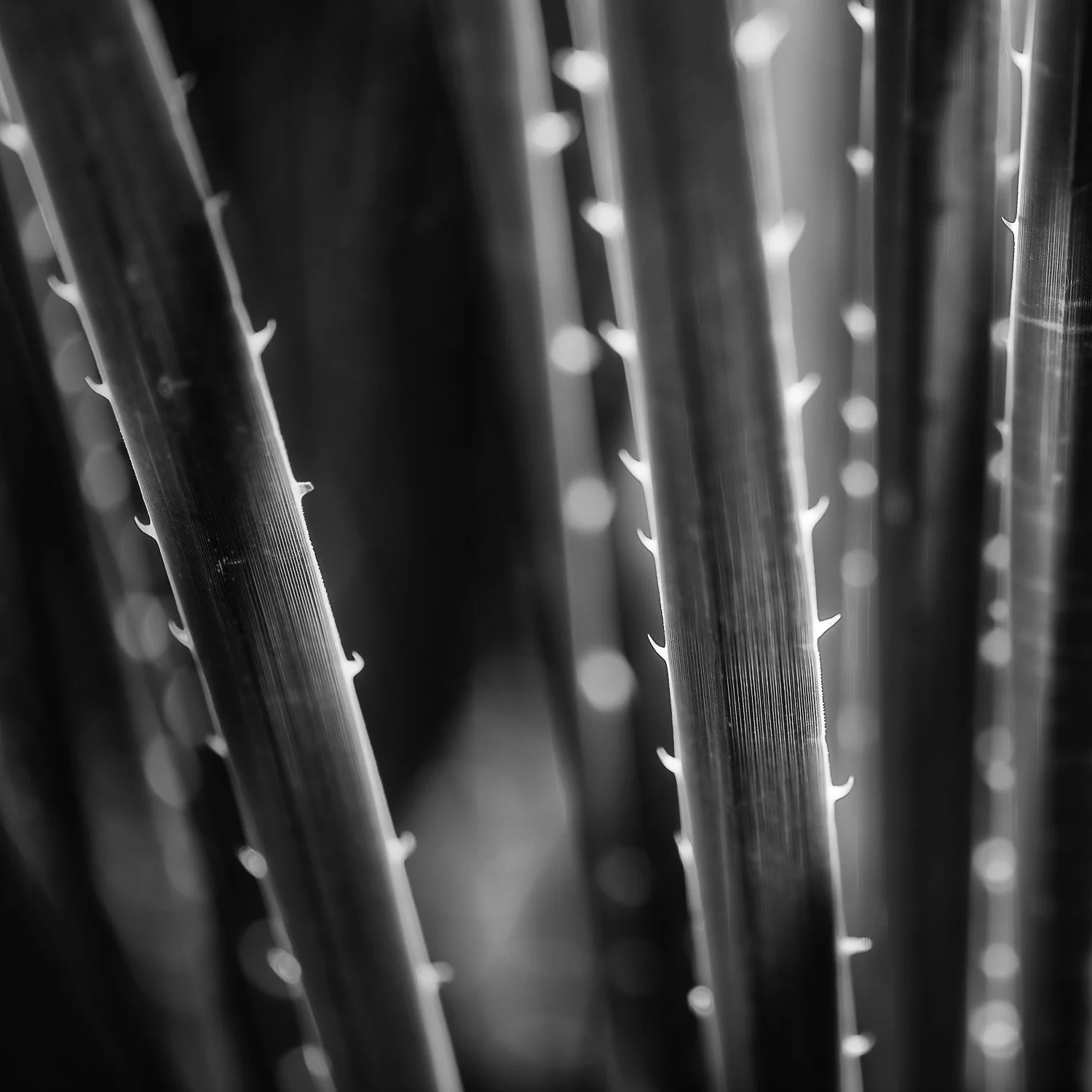 20180319_150121_7939_BigBend-Edit.jpg