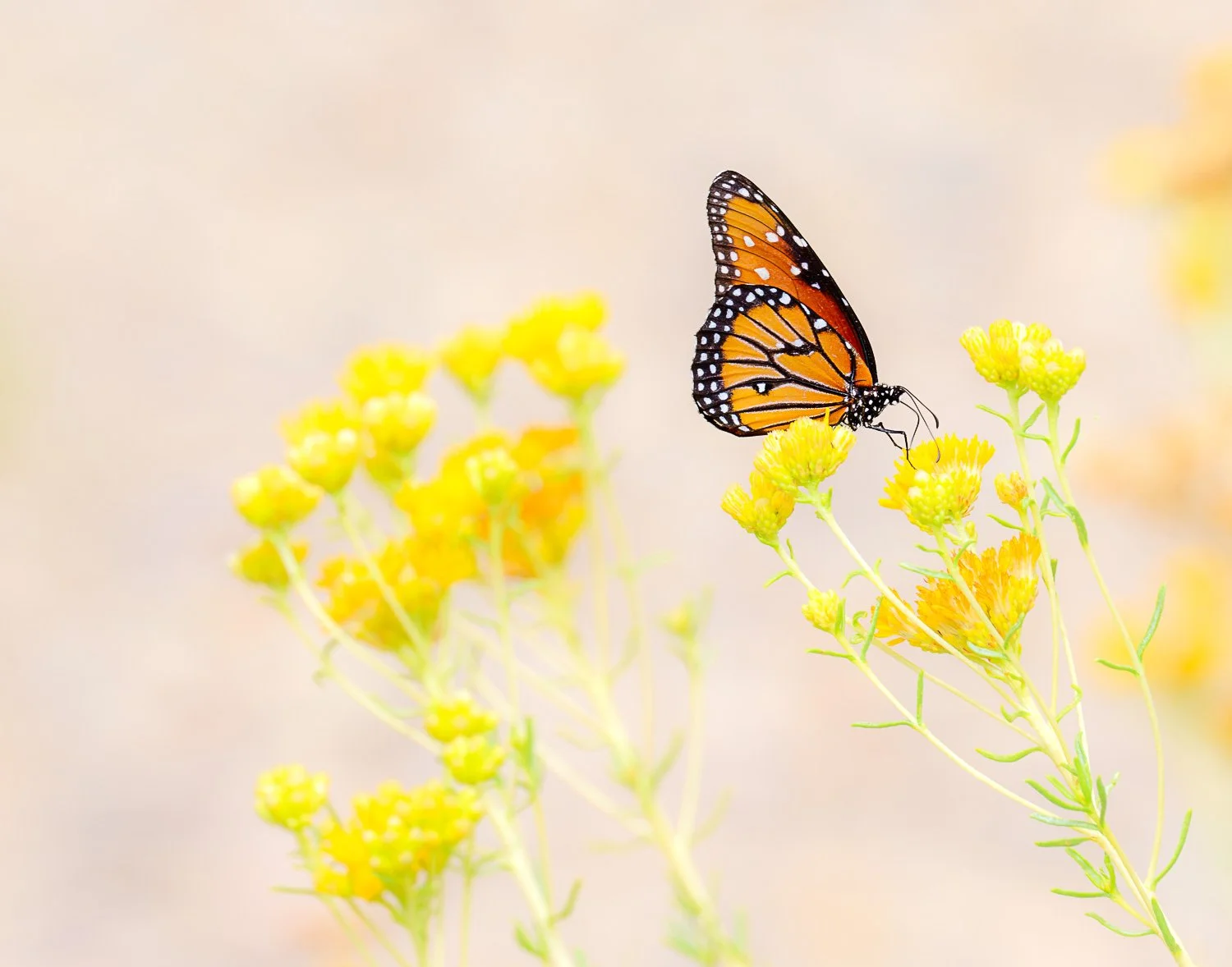 20250816_170553_1033_BigBend-Edit.jpg