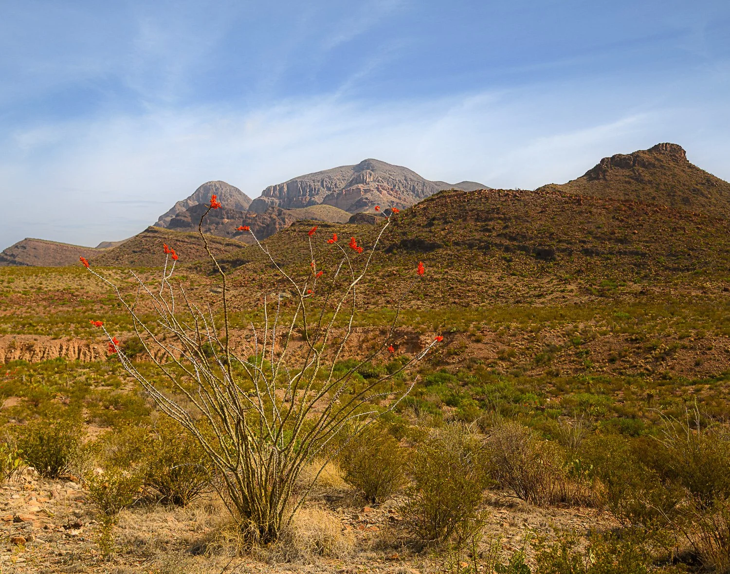 BigBend_20210415_2263.jpg