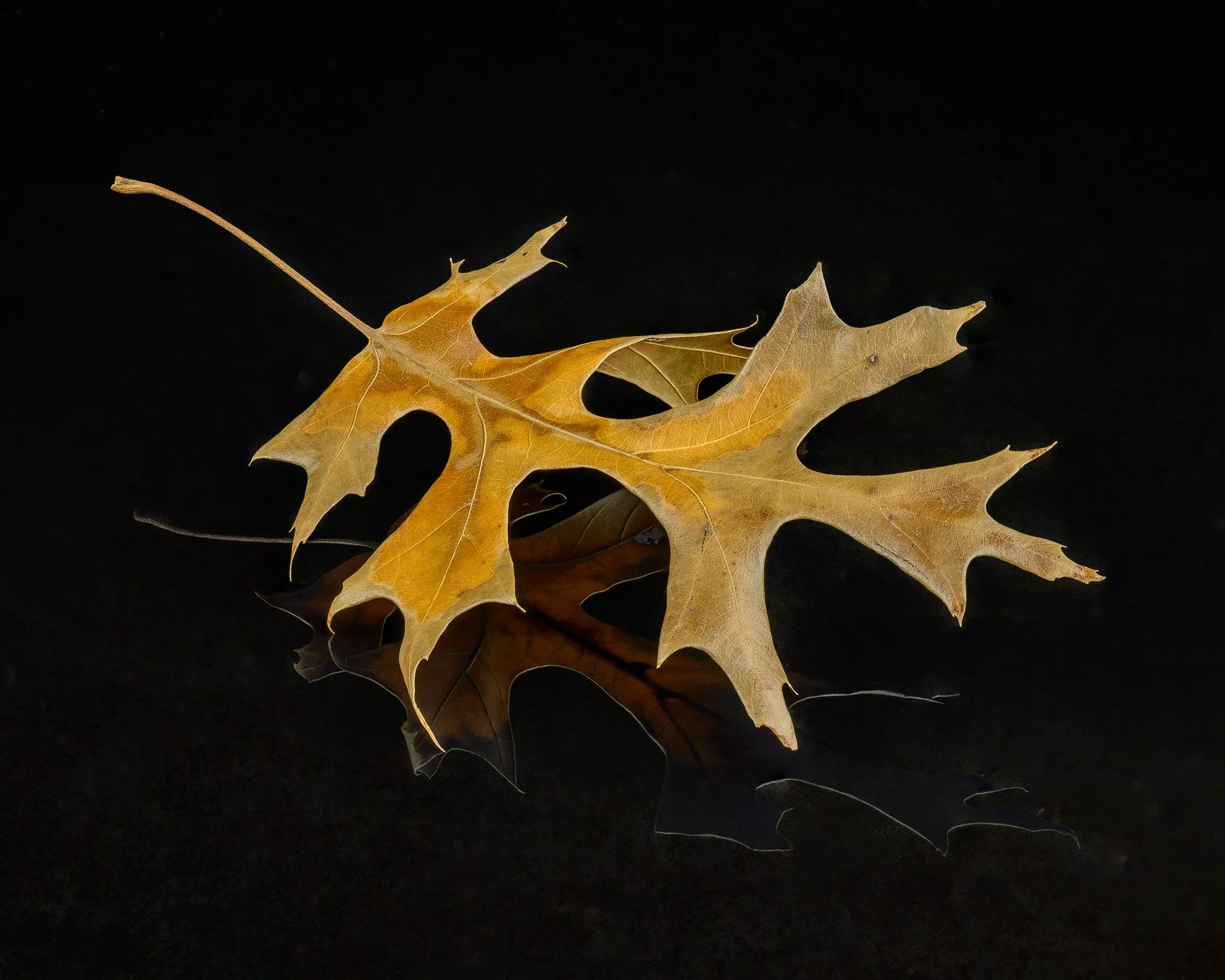 After Autumn Fades