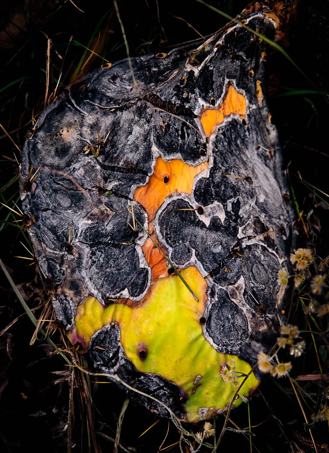 20181115_093408_5506_BigBend-Edit.jpg