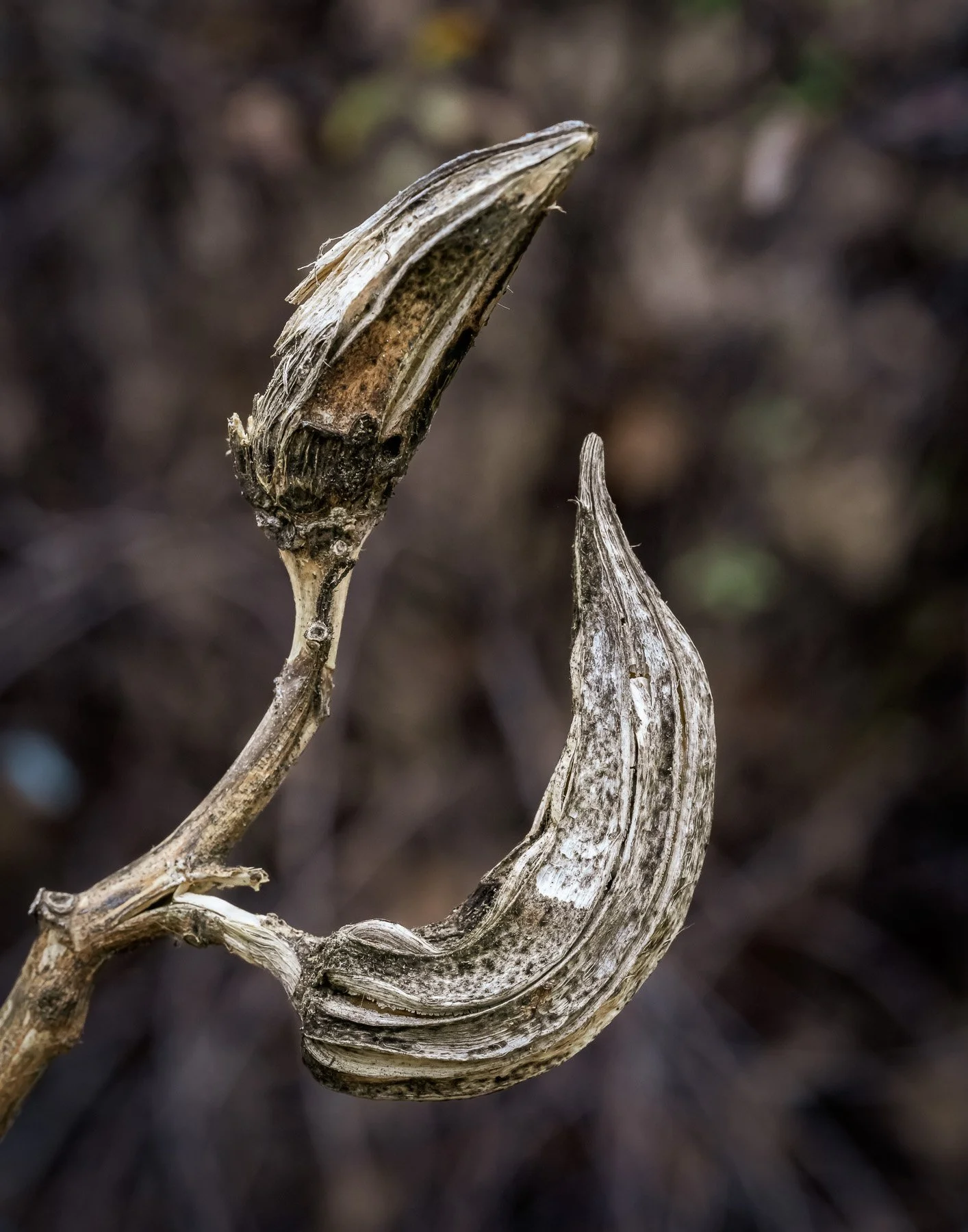 Seed Pods