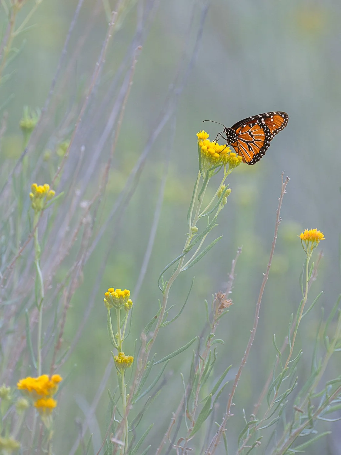 20250816_171017_1042_BigBend.jpg