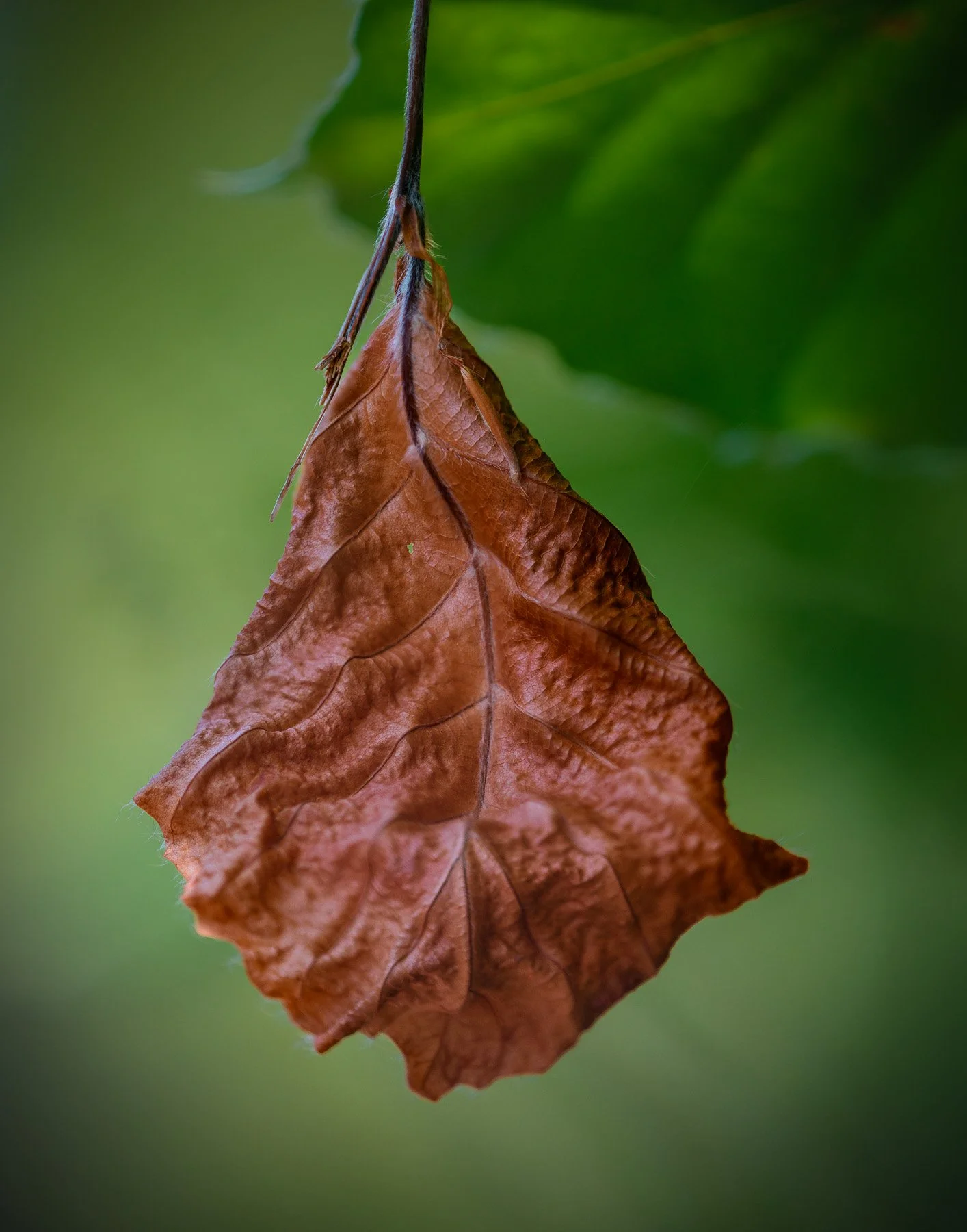 Gently Fading Away