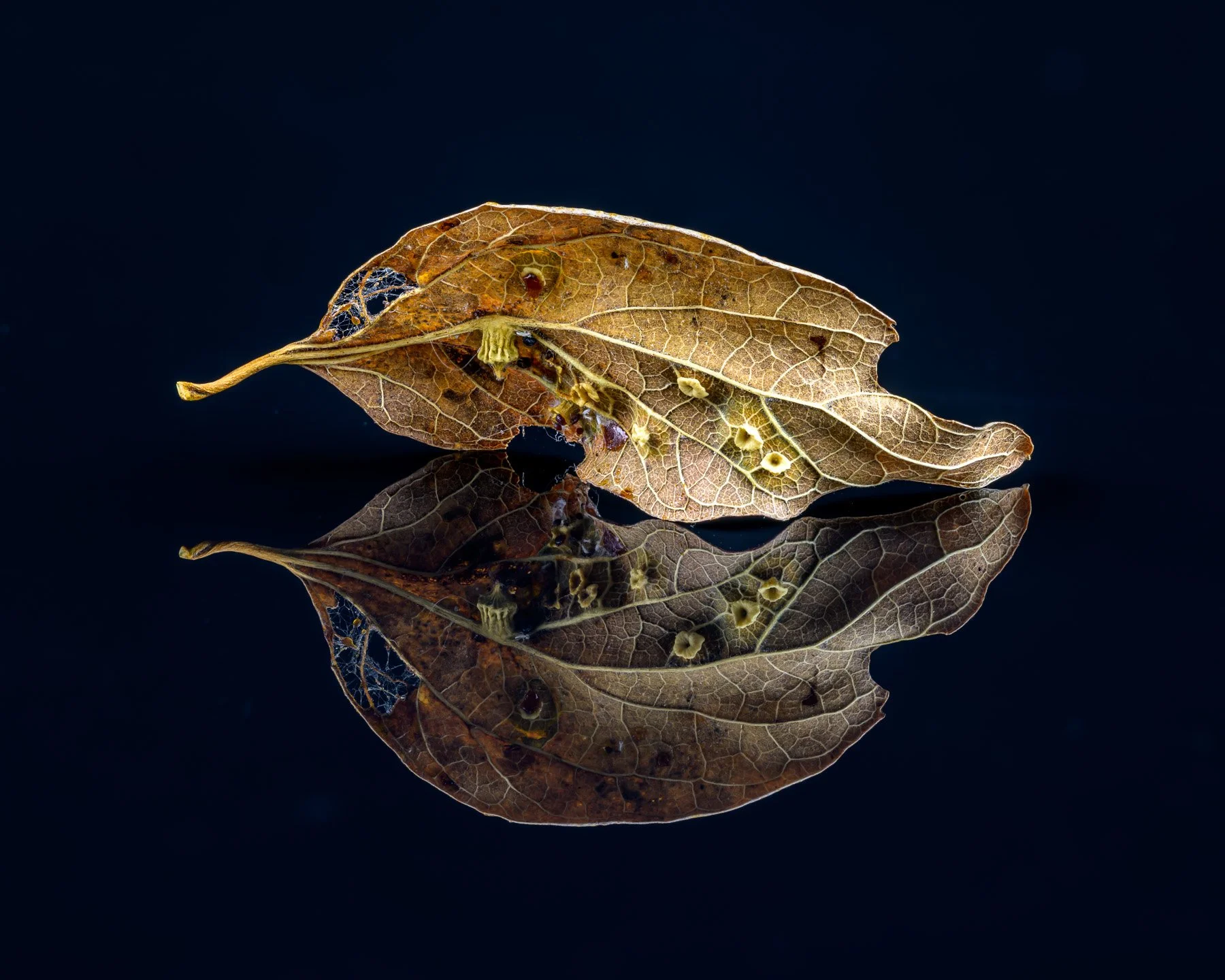 Useful Leaf