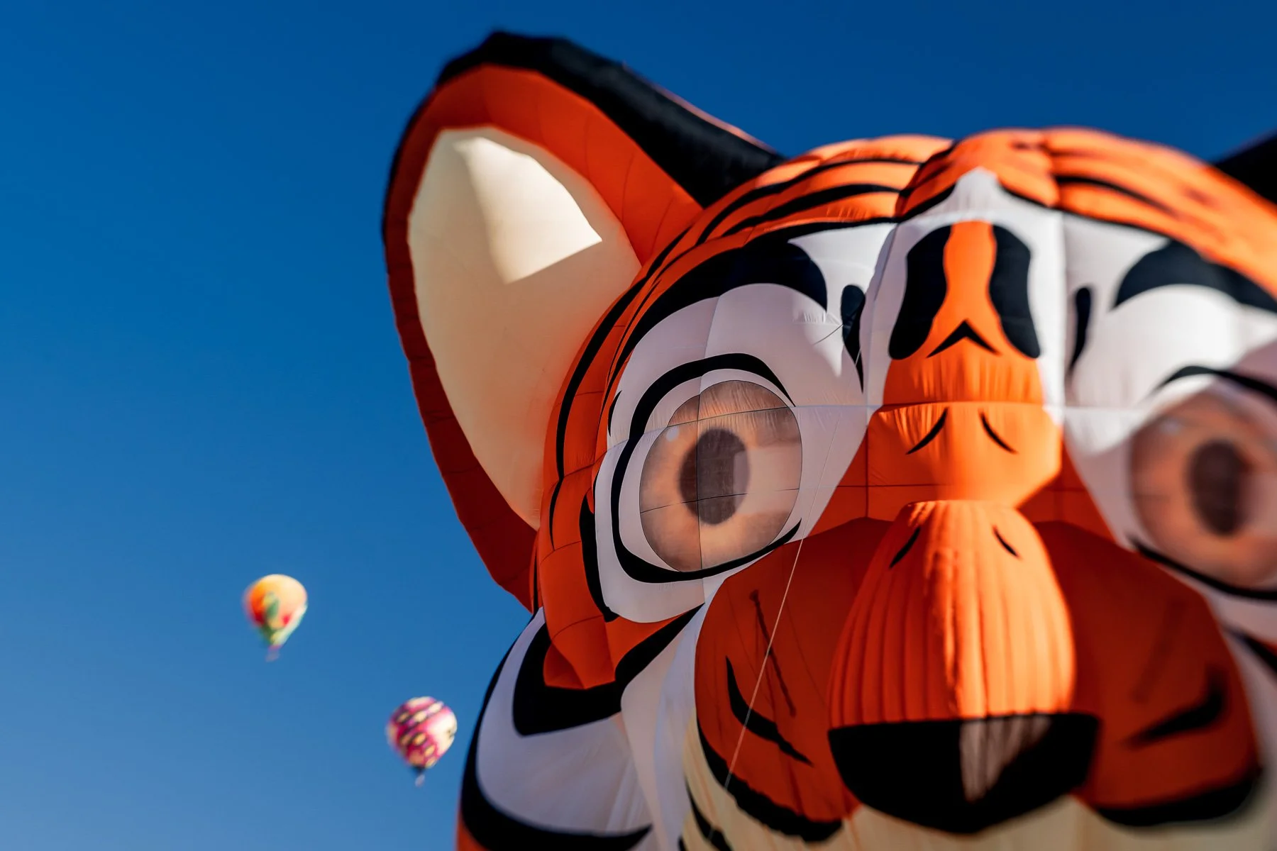 20251005_0833_5041_BalloonFiesta.jpg