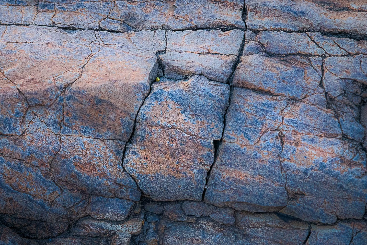 BigBend_20210414_2195.jpg