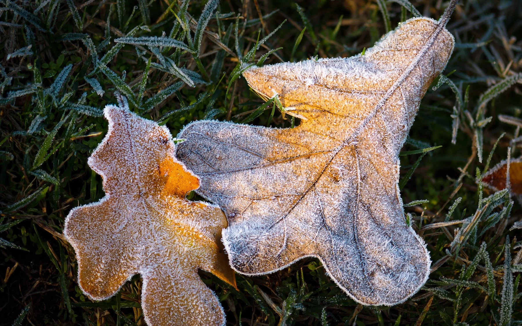 Frosty Day