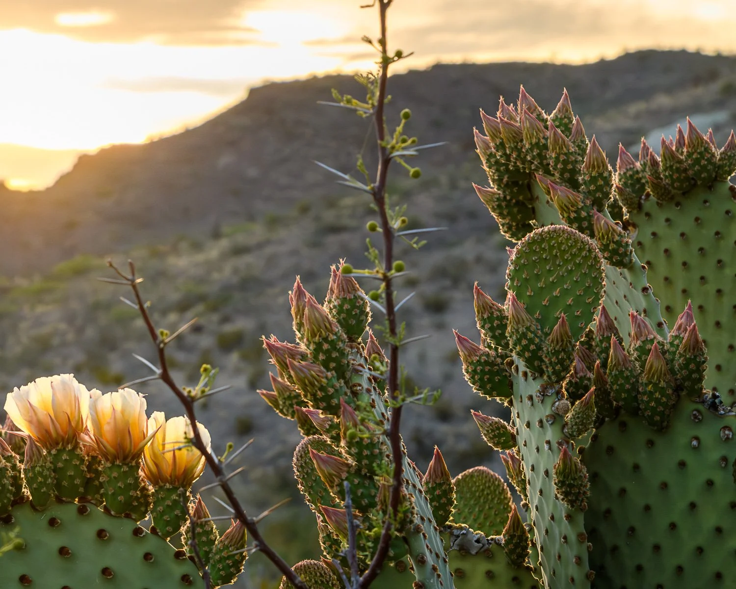 BigBend_20210414_2206.jpg