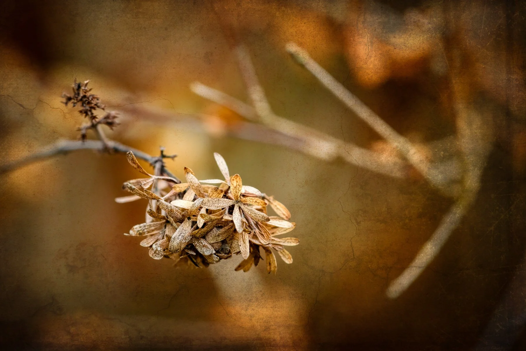 Once the Chlorophyll Fades...