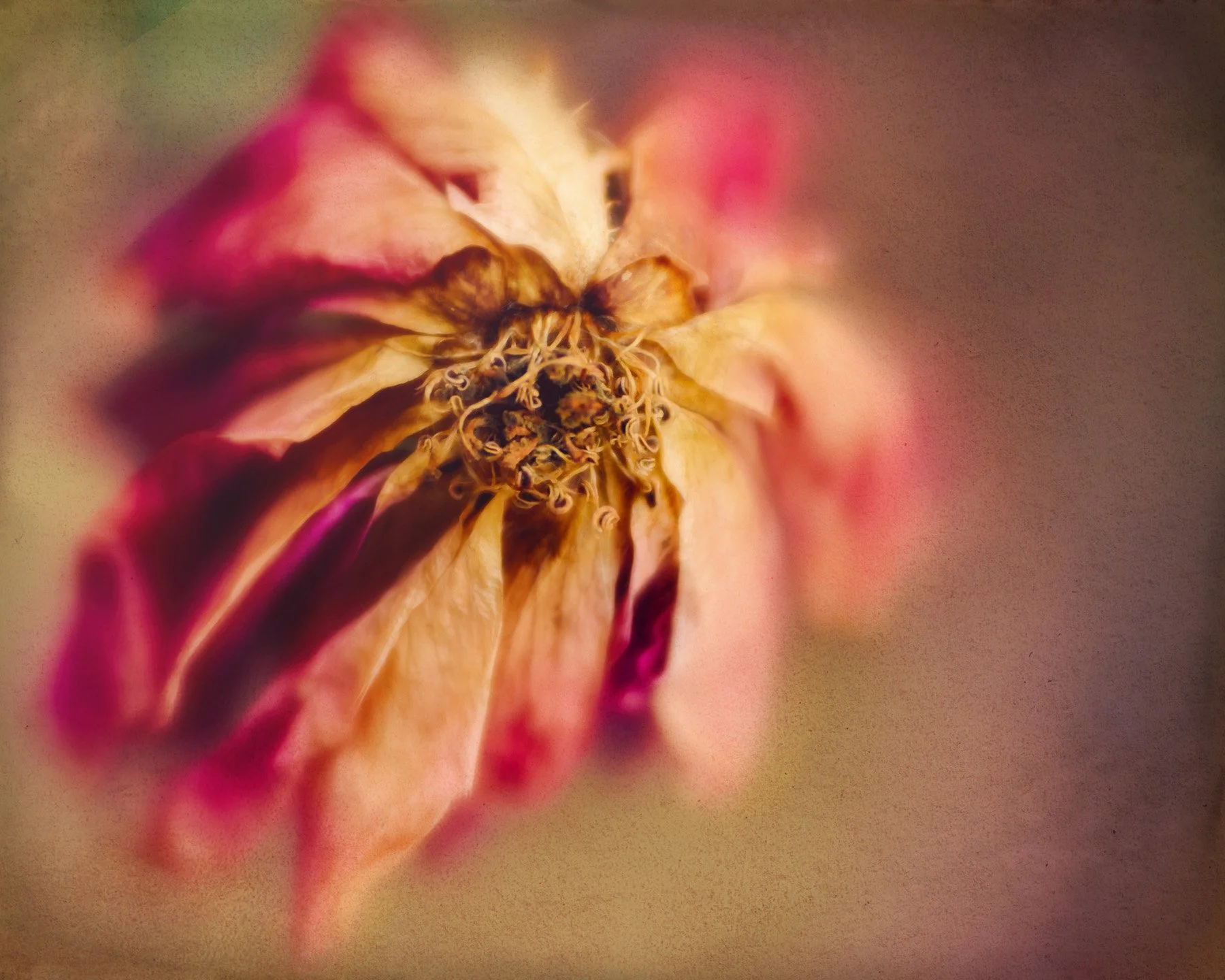 Beauty Persists...