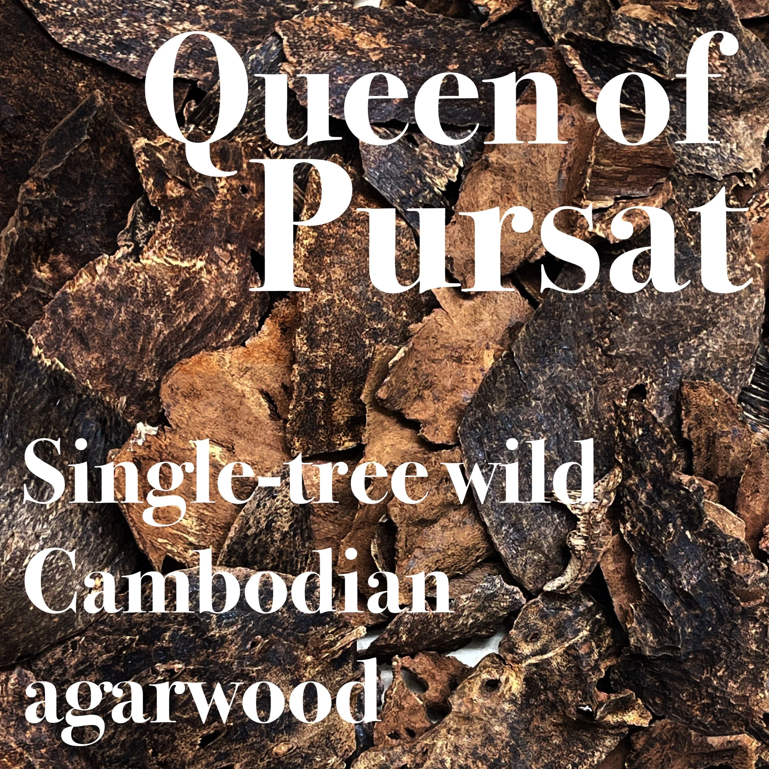 QUEEN OF PURSAT 2025 • single-tree wild raw agarwood • Pursat, Cambodia
